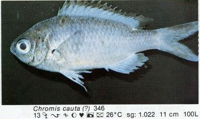 Chromis cauta